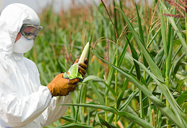 Persona revisando el cultivo de maíz con técnicas de mejoramiento vegetal