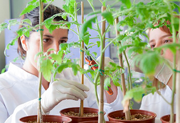 Mujeres revisando el crecimiento de las plantas